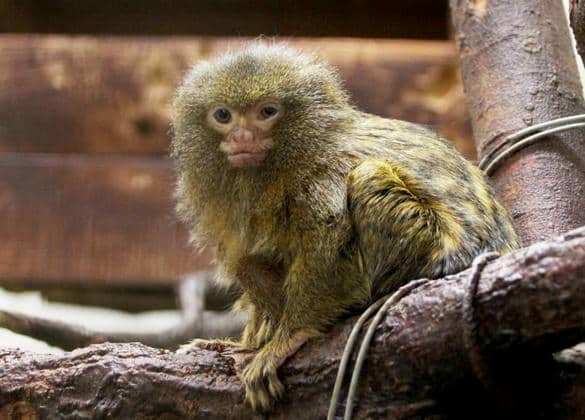 動物図鑑・ピグミーマーモセット